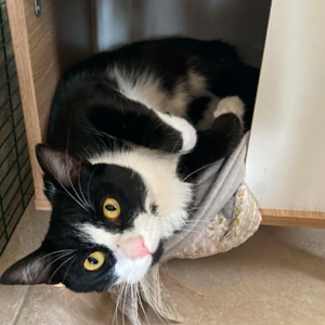 Adopter Ch'amis pour la vie