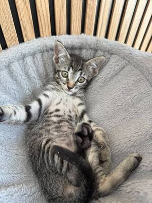 Adopter Juana