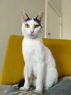 Adopter Lola