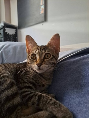 Adopter Bonnie