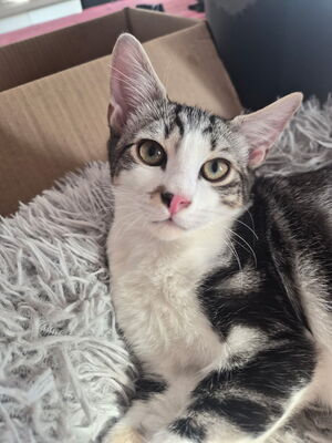 Adopter Berry