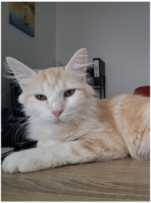 Adopter Juddy Hopps