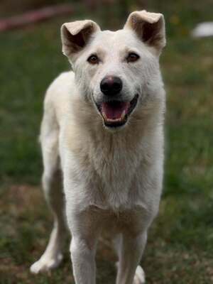 Adopter Polar