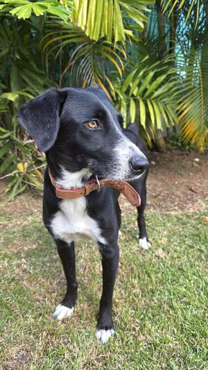 Adopter Tiana