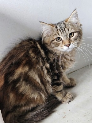 Adopter Brioche