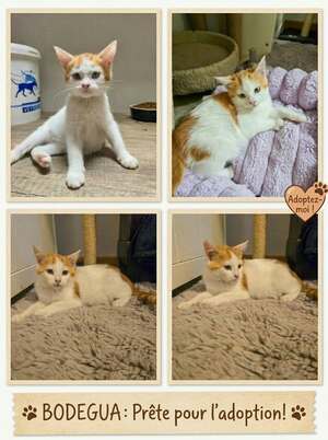 Adopter Bodegua