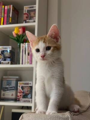 Adopter Shanks