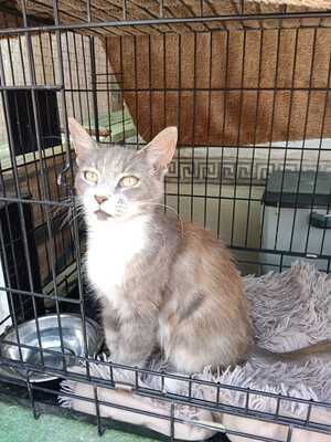 Adopter Amelia