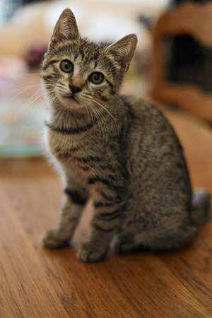 Adopter Beautiful 