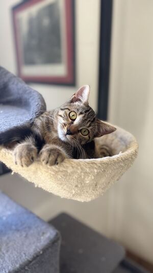 Adopter Gamelle 
