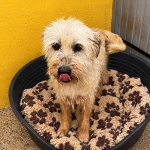 Adopter Soka