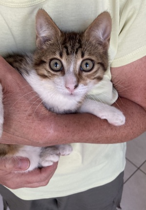 Adopter Pierrot
