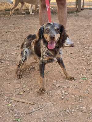 Adopter Cari