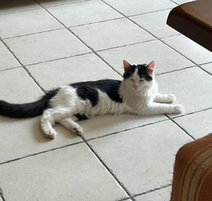 Adopter Cookie