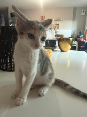 Adopter Moka