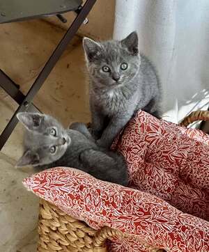 Adopter Kumo et Sora