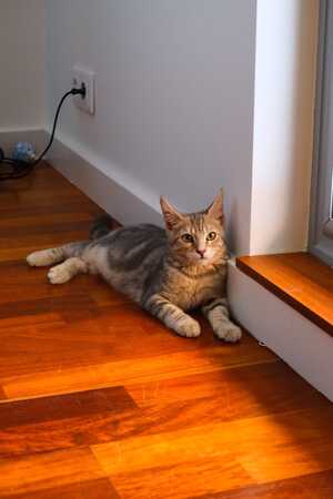 Adopter Mouche 