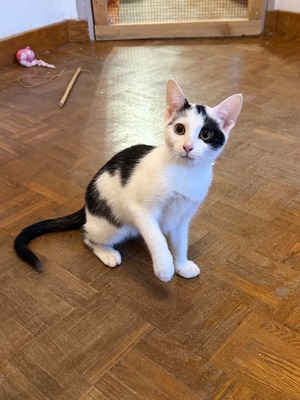 Adopter Pirouette