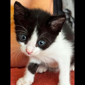 Adopter Koby