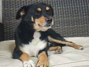Adopter Coco