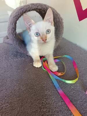 Adopter Eros