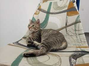 Adopter Romina