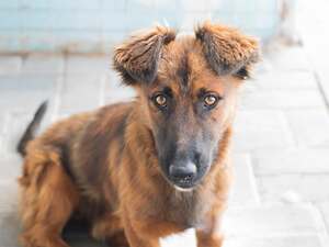 Adopter Khéops