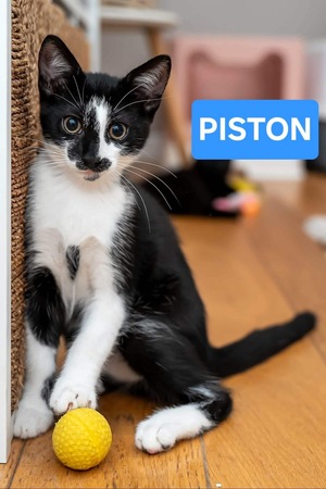 Adopter PISTON