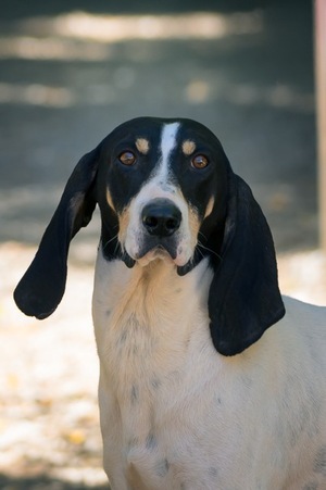 Adopter Urios