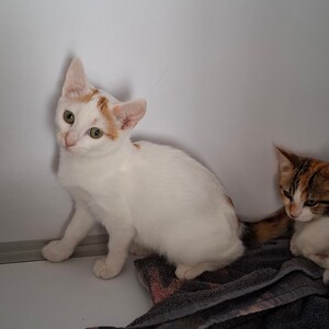 Adopter BERMUDE