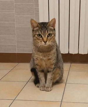 Adopter Sienna