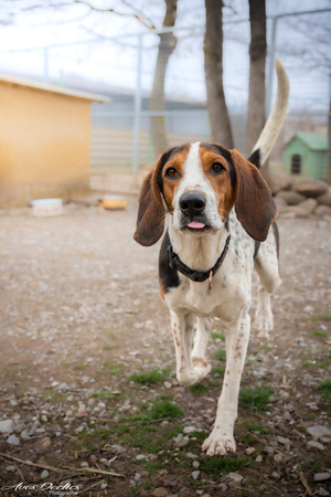 Adopter Rio