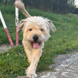 Adopter ELSA