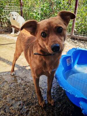 Adopter Paz