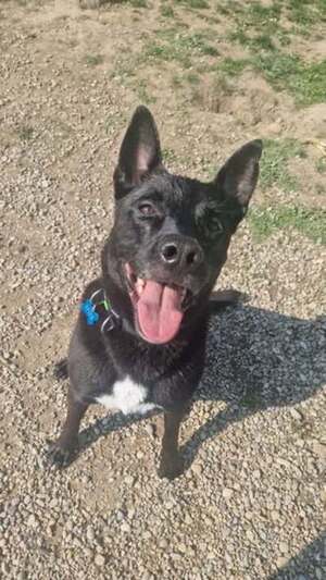 Adopter Spike