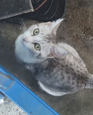 Adopter Miya