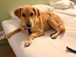 Adopter Praline