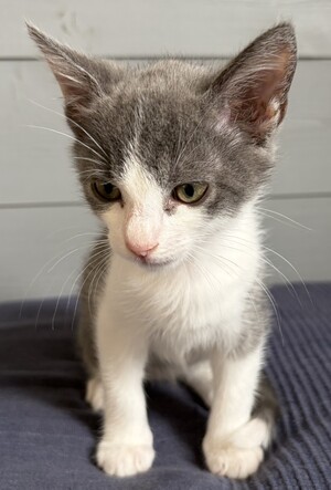 Adopter Bro