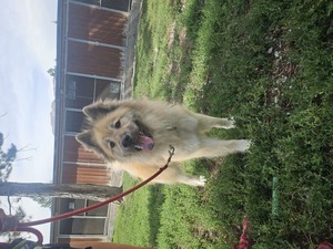 Adopter Evo