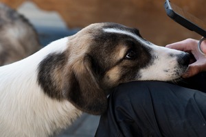 Adopter Haïka