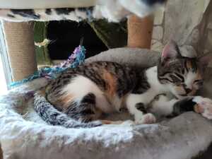 Adopter Blue Belle