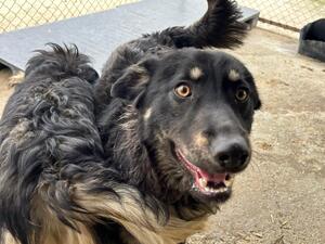Adopter Feli