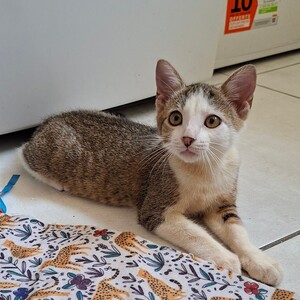 Adopter BOURDON