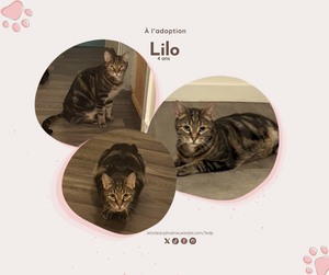 Adopter Lilo
