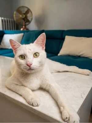 Adopter Flocon