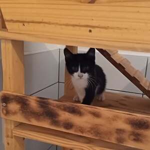 Adopter Météore