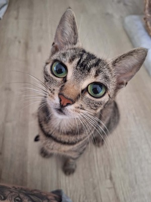 Adopter Ficelle