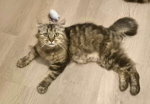 Adopter Vély