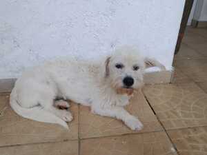 Adopter Prunelle
