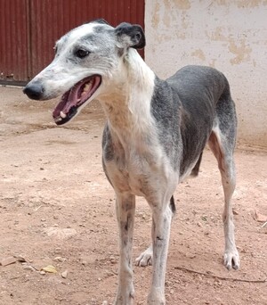 Adopter Cheni